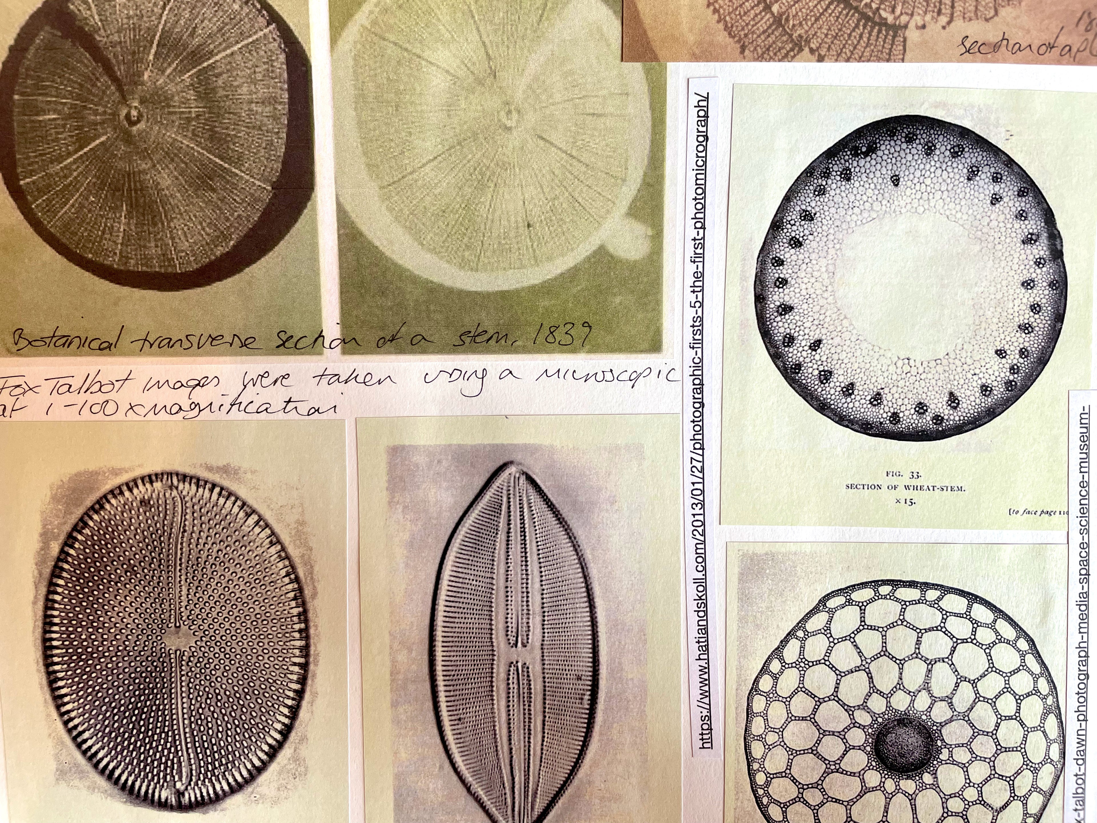 Several images of plants taken from underneath a microscope including a section of a wheat stem. The images are round or oval shaped and show cell arrangements in circles.