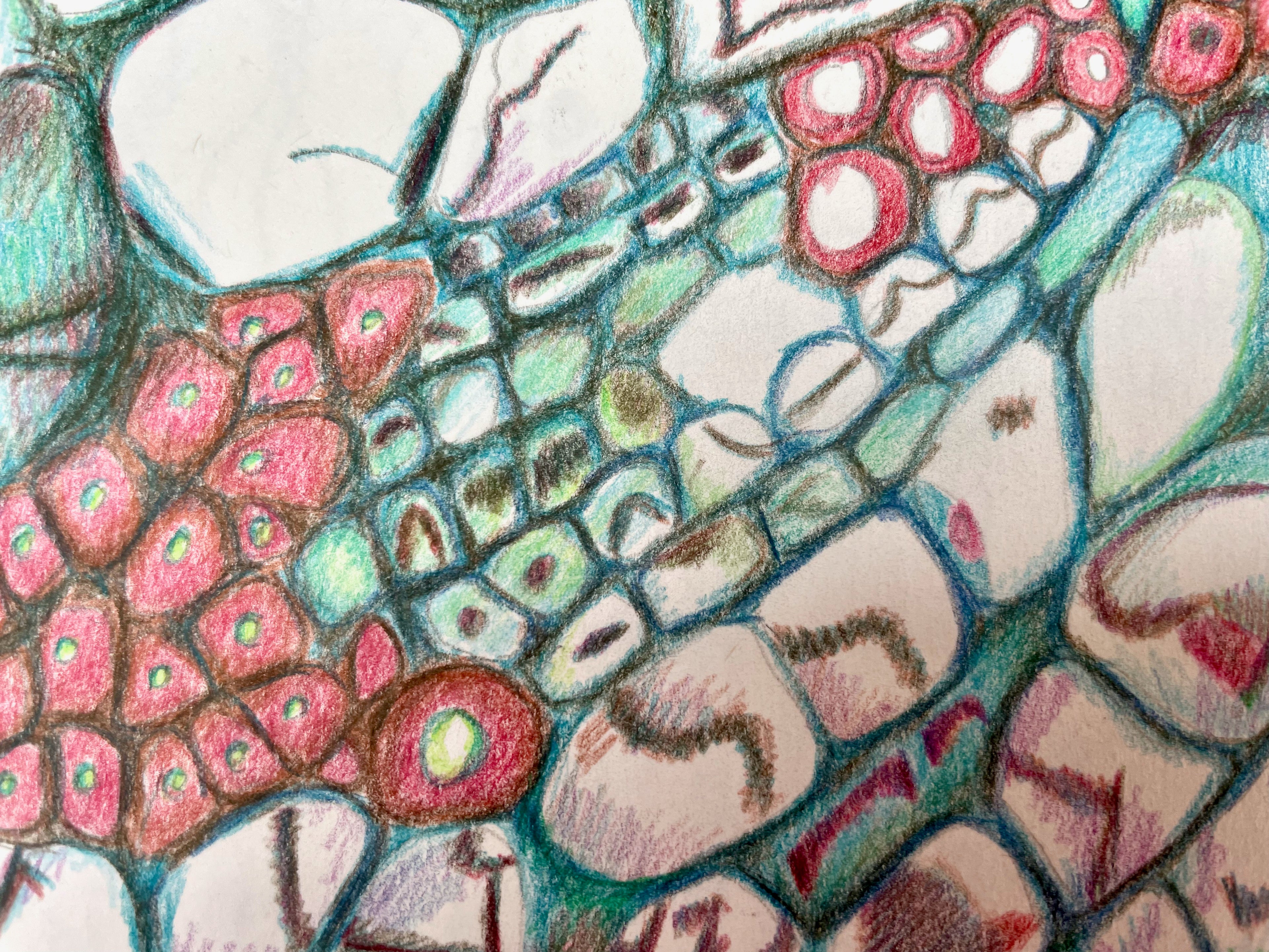 A coloured pencil drawing in vivid res and greens of microscopic cells arranged in rows.