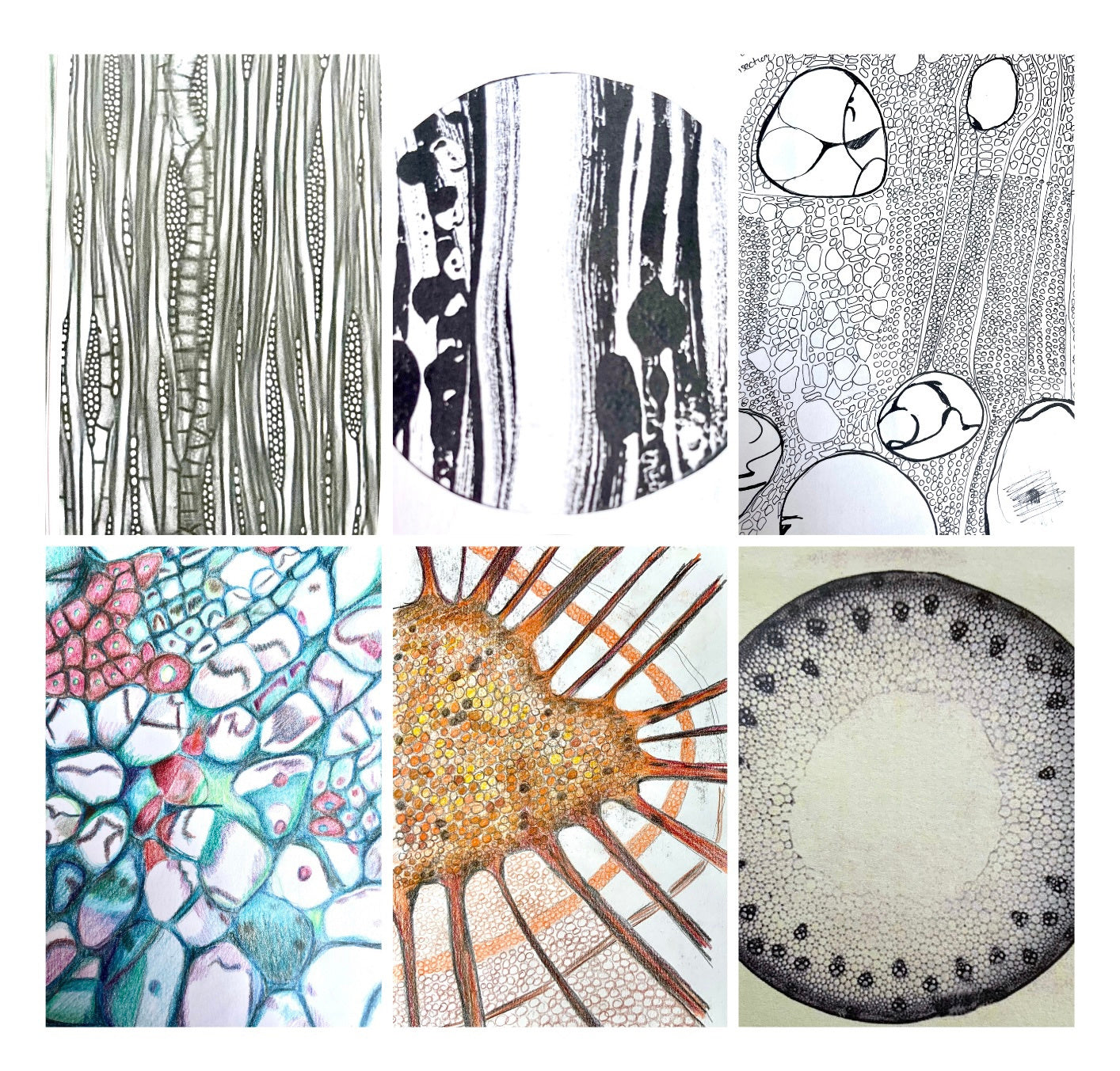 Six images of plant cells viewed under the microscope. Two are microscopic photographs and the other are hand drawn.