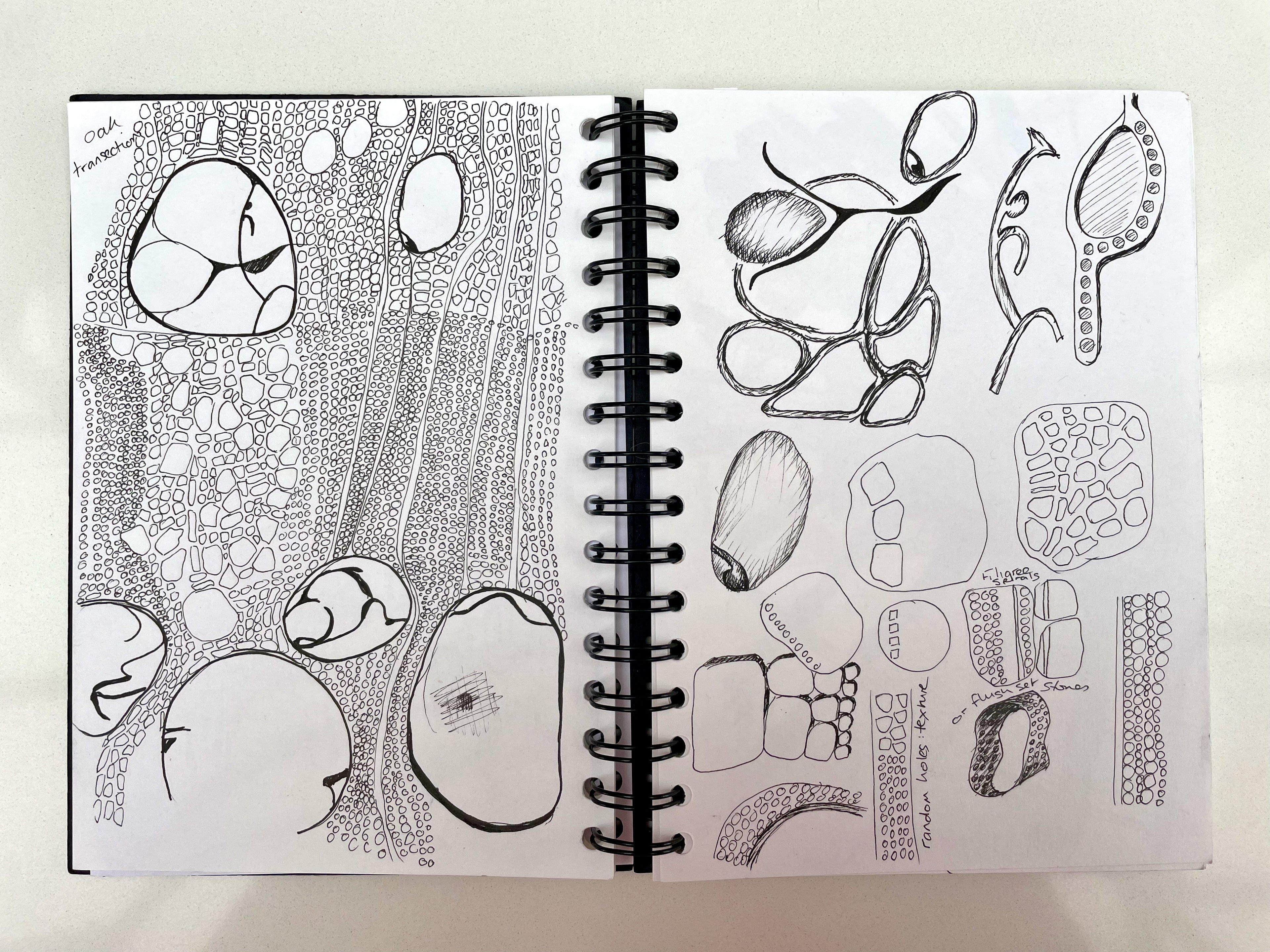 Detailed line drawings in a sketchbook of microscopic cells.  The drawings are in black ink and show lots of circles arranged together in different ways.